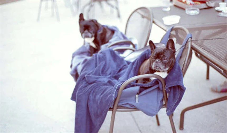 Hoden-Tumoren bei Hunden: Symptome, Behandlung & Vorbeugung