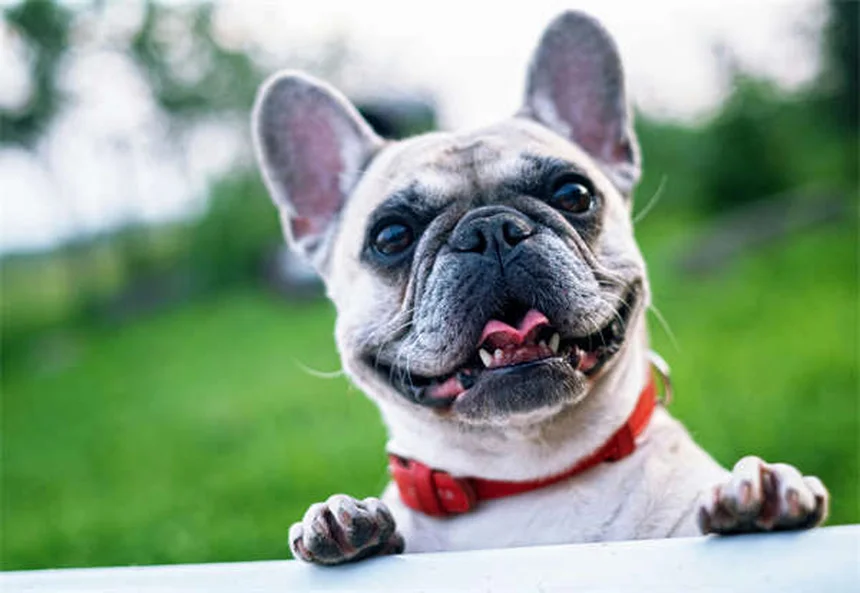 Bordetella Bronchisepta bei Meerschweinchen: Symptome & Behandlung
